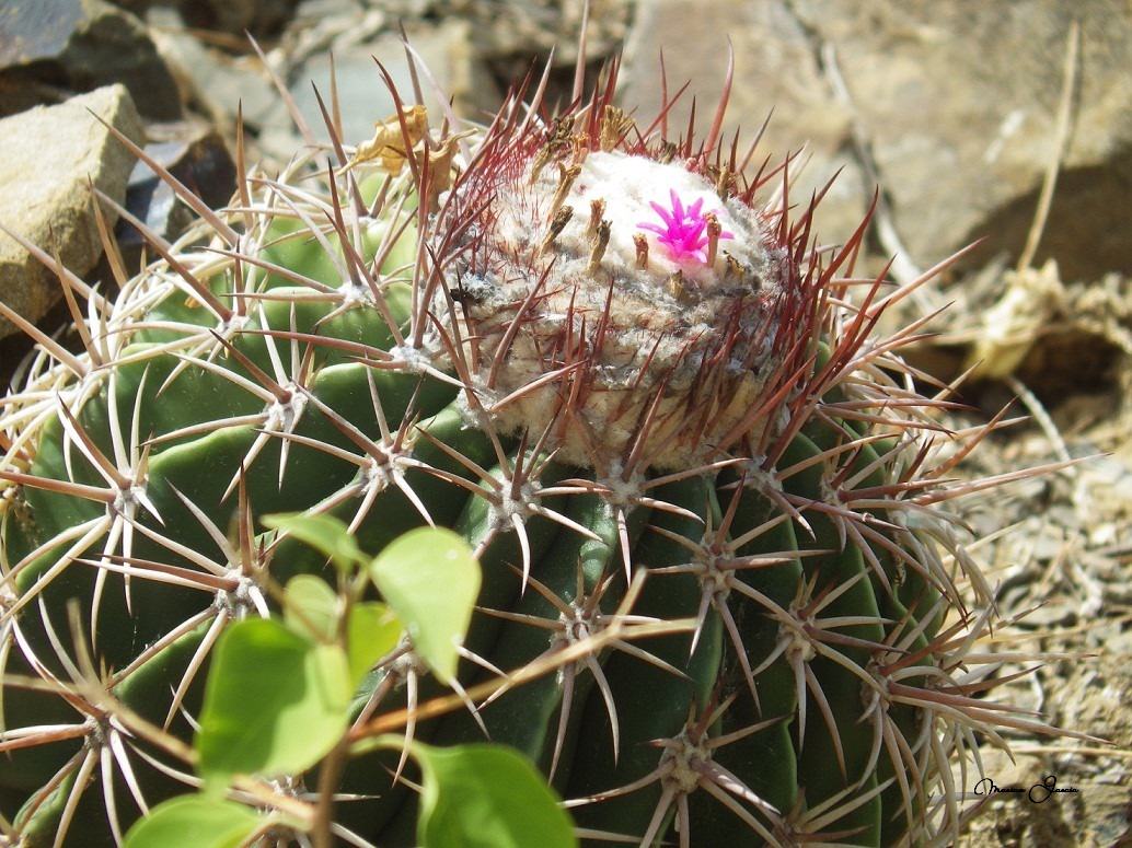 Melocactus curvispinus